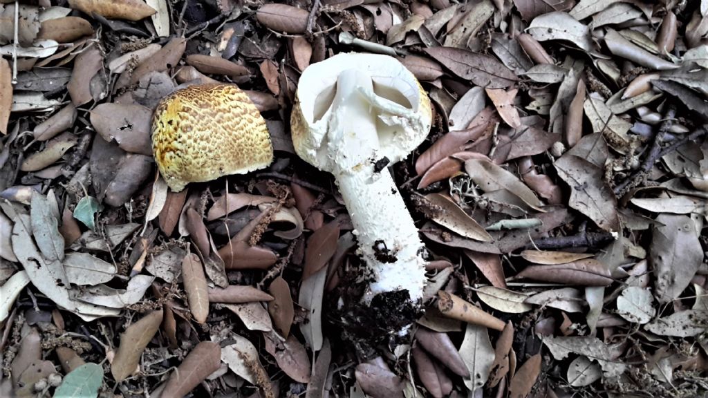 Agaricus augustus?